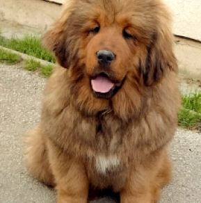 Perros Mastín Tibetano en venta