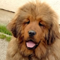 Perros Mastín Tibetano en venta