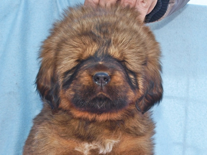 Perros Mastín Tibetano en venta