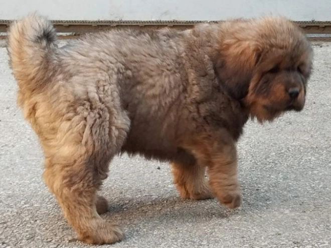 Perros Mastín Tibetano en venta