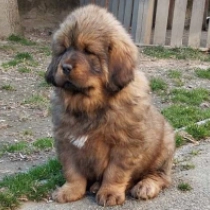 Tibetan Mastiff puppy for sale