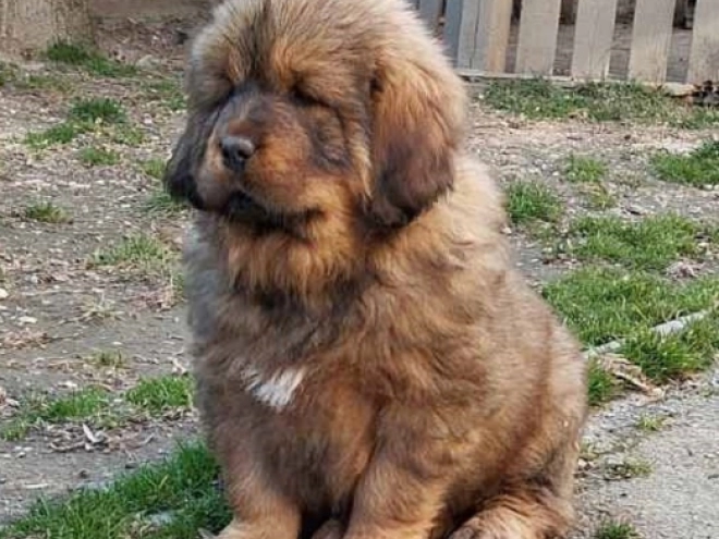 Perros Mastín Tibetano en venta