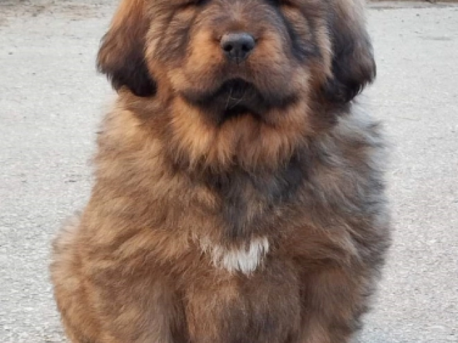 Perros Mastín Tibetano en venta