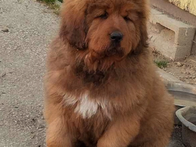Tibetan Mastiff puppy for sale