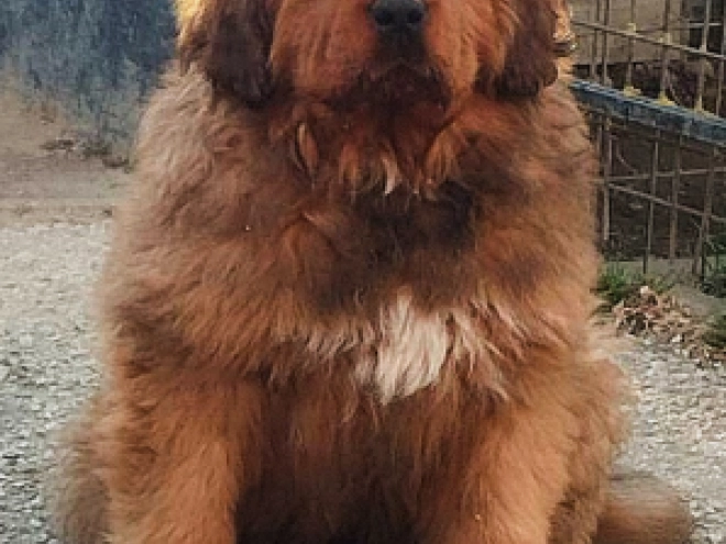 Tibetan Mastiff puppy for sale