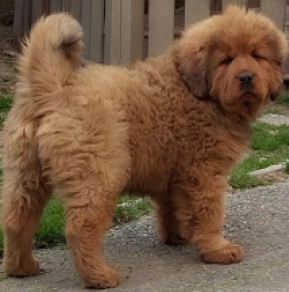 Tibetan Mastiff puppy for sale
