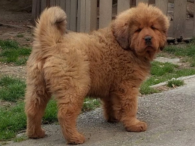 Tibetan Mastiff puppy for sale