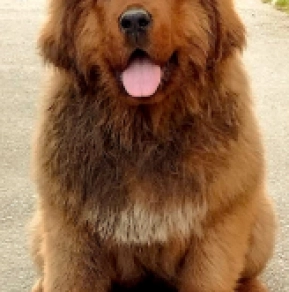 Perros Mastín Tibetano en venta