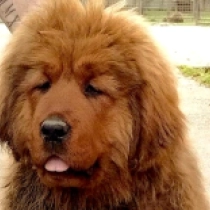 Perros Mastín Tibetano en venta