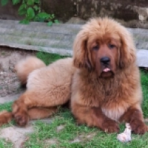 Vesta, red Tibetan Mastiff for sale