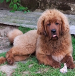Tibetan Mastiff puppy for sale