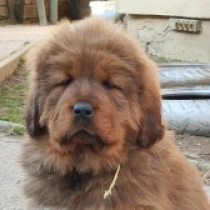 Tibetan Mastiff puppy for sale