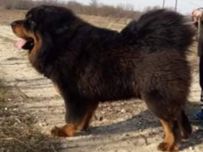 Perros Mastín Tibetano en venta