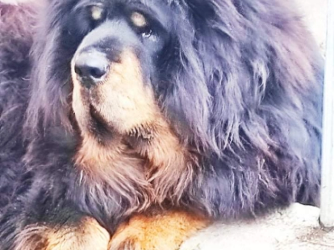 Perros Mastín Tibetano en venta