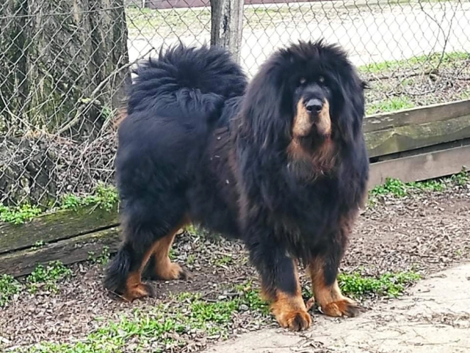 Perros Mastín Tibetano en venta