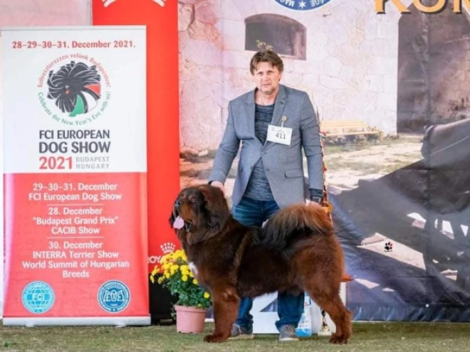 Perros Mastín Tibetano en venta