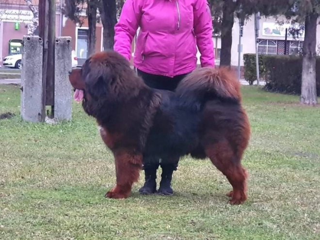 Perros Mastín Tibetano en venta