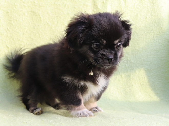 Tibet Spaniel Welpe kaufen