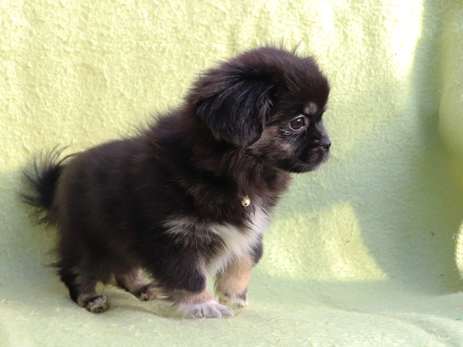 Tibet Spaniel Welpe kaufen