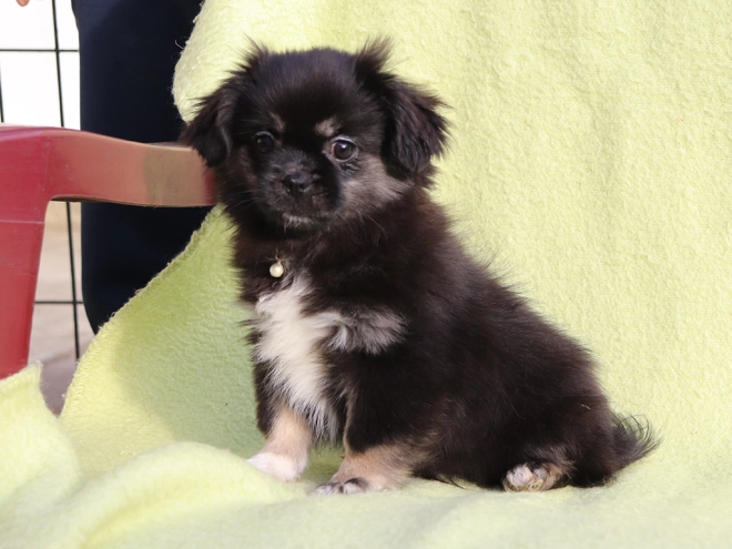 Tibet Spaniel Welpe kaufen