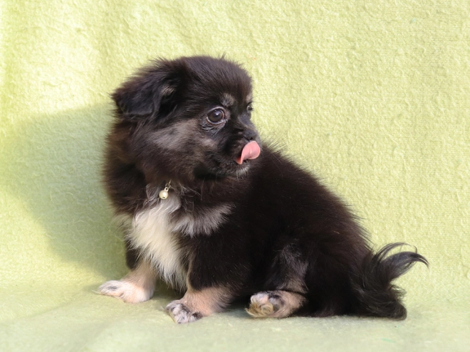Tibet Spaniel Welpe kaufen