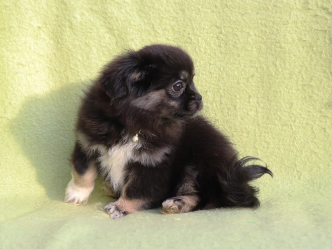 Tibet Spaniel Welpe kaufen