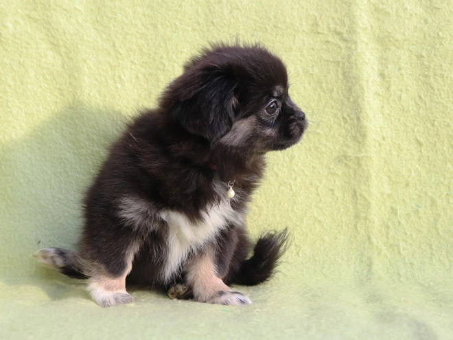 Tibet Spaniel Welpe kaufen