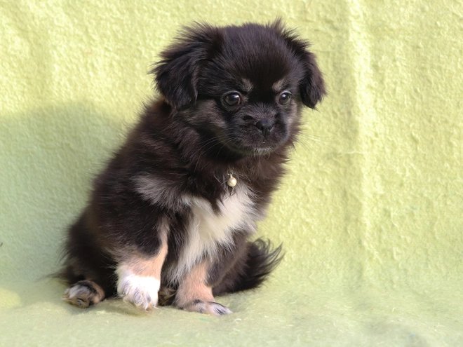 Tibet Spaniel Welpe kaufen
