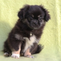 Tibet Spaniel Welpe zu verkaufen