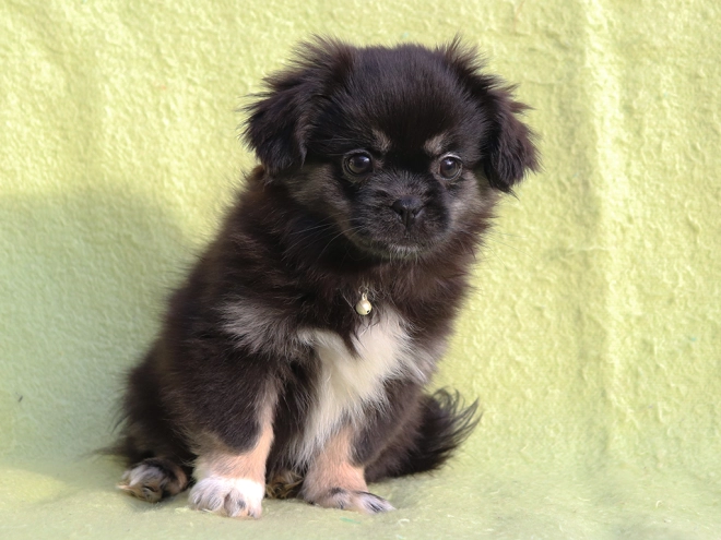 Tibet Spaniel Welpe kaufen