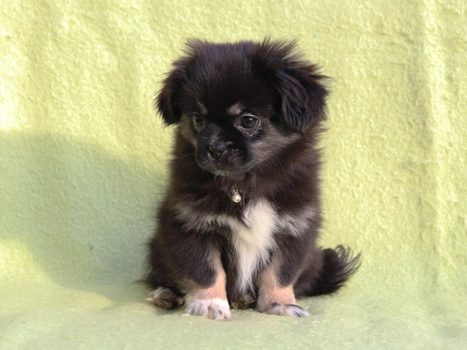 Tibet Spaniel Welpe kaufen