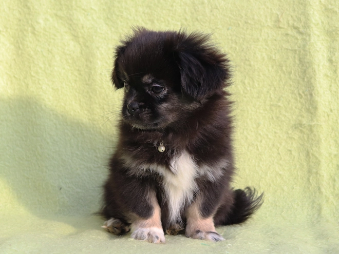 Tibet Spaniel Welpe kaufen