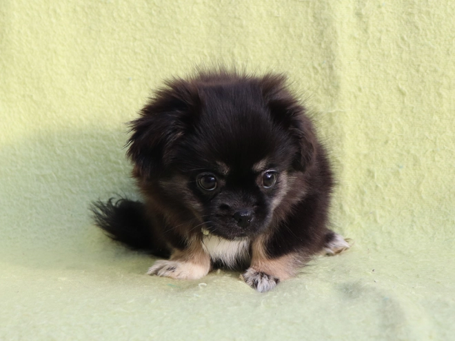 Tibet Spaniel Welpe kaufen