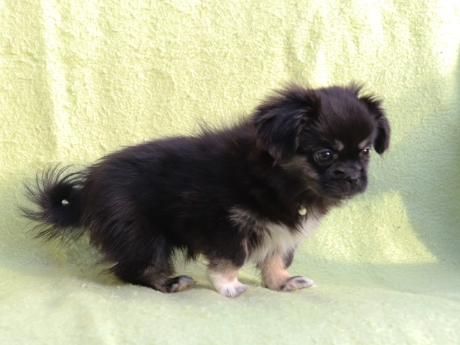 Tibet Spaniel Welpe kaufen