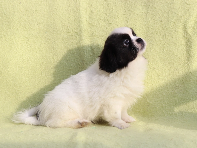 Tibet Spaniel Welpe kaufen