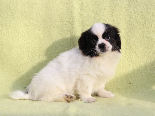 Tibet Spaniel Welpe kaufen