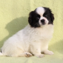 Tibet Spaniel Welpe zu verkaufen