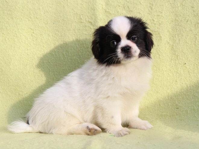 Tibet Spaniel Welpe kaufen
