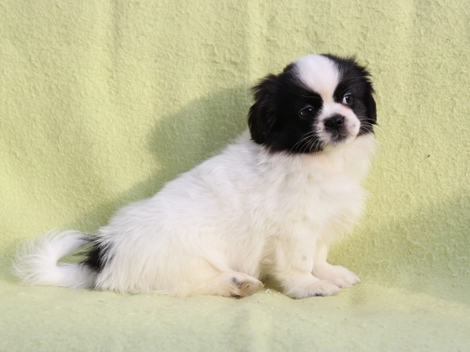 Tibet Spaniel Welpe kaufen