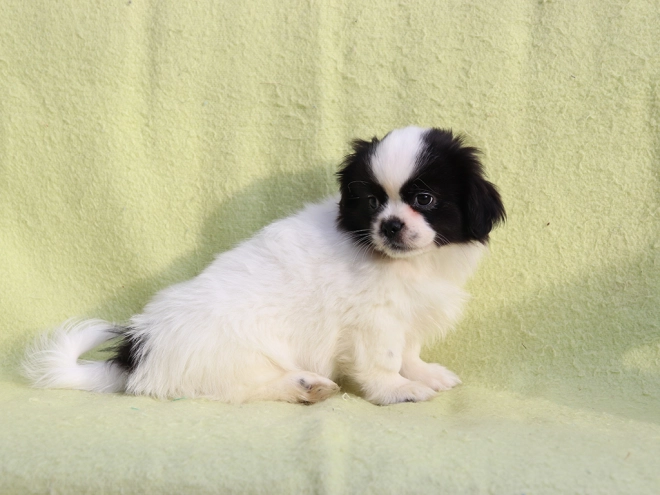 Tibet Spaniel Welpe kaufen