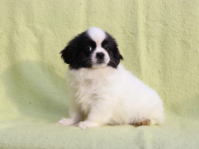 Tibet Spaniel Welpe kaufen