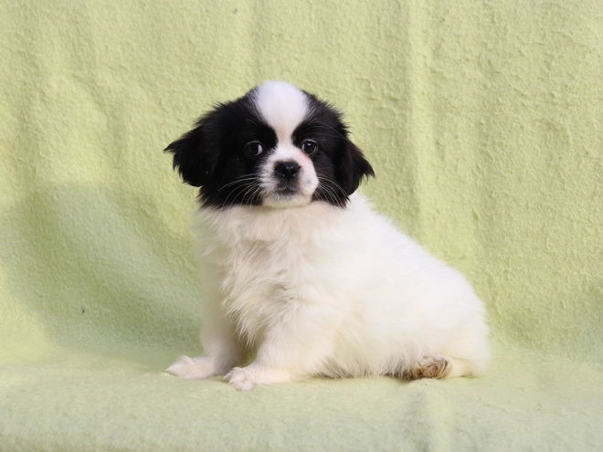 Tibet Spaniel Welpe kaufen