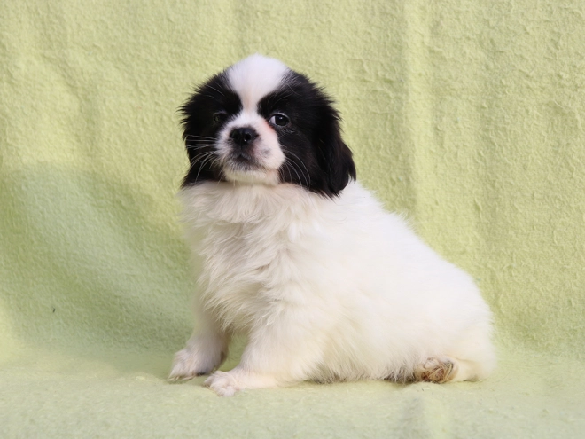 Tibet Spaniel Welpe kaufen