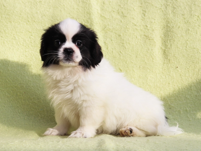 Tibet Spaniel Welpe kaufen