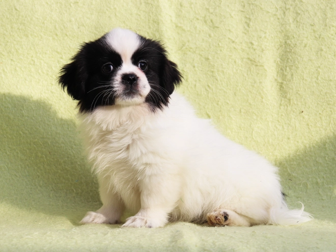 Tibet Spaniel Welpe kaufen