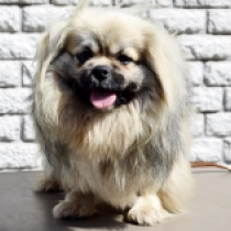 Tibet Spaniel Welpe zu verkaufen
