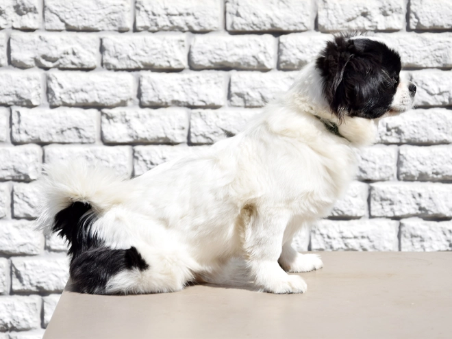 Tibet Spaniel Welpe kaufen