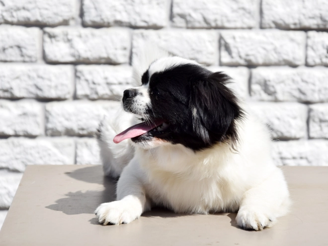 Tibet Spaniel Welpe kaufen