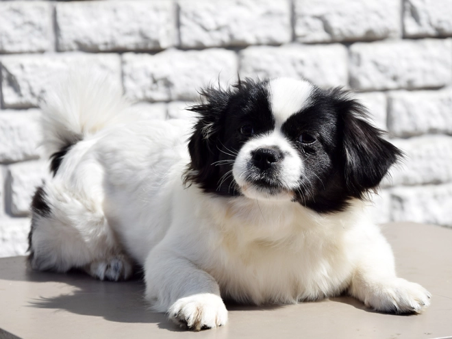 Tibet Spaniel Welpe kaufen