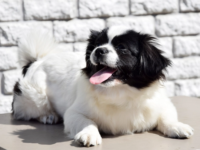 Tibet Spaniel Welpe kaufen